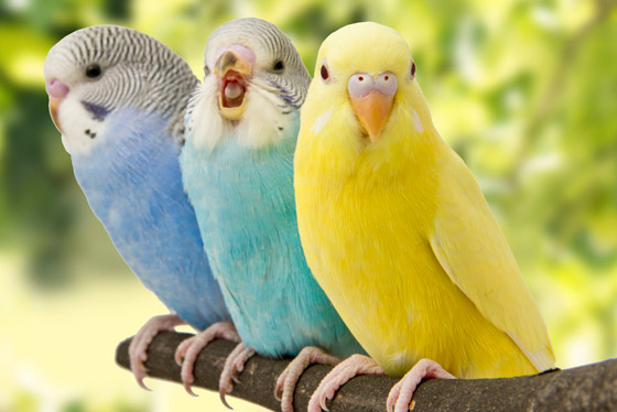 لماذا تغرد الطيور وتزقزق العصافير باكرا؟ صورة رقم 6