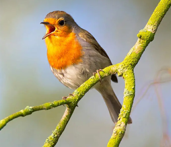 لماذا تغرد الطيور وتزقزق العصافير باكرا؟ صورة رقم 7