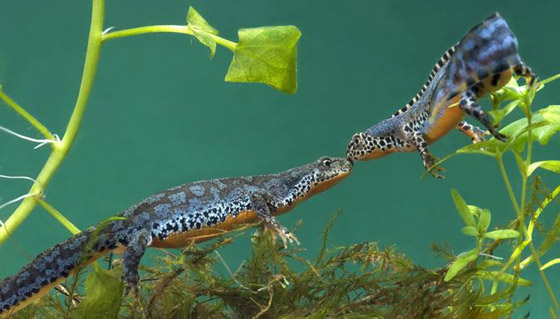 الربيع موسم التزاوج.. تعرفوا إلى أغرب الضفادع وألطفها صورة رقم 1