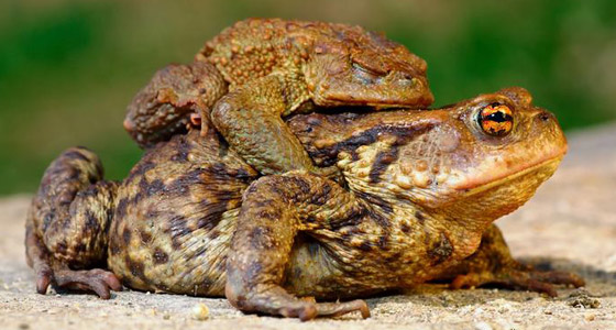 الربيع موسم التزاوج.. تعرفوا إلى أغرب الضفادع وألطفها صورة رقم 2