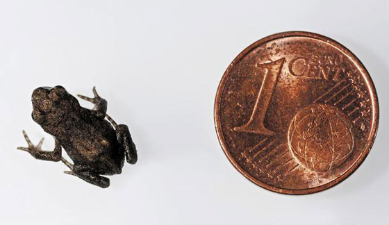 الربيع موسم التزاوج.. تعرفوا إلى أغرب الضفادع وألطفها صورة رقم 3