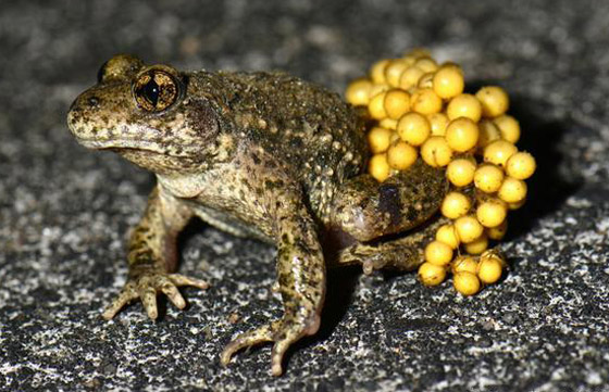 الربيع موسم التزاوج.. تعرفوا إلى أغرب الضفادع وألطفها صورة رقم 4
