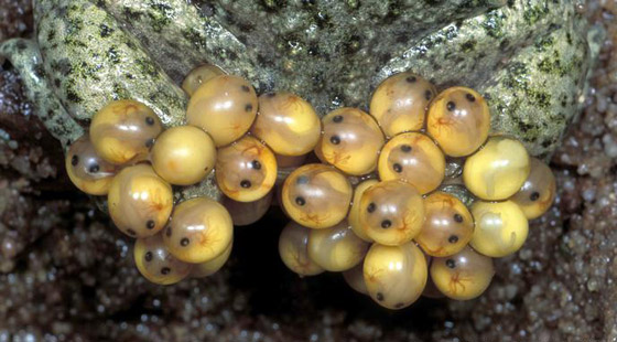 الربيع موسم التزاوج.. تعرفوا إلى أغرب الضفادع وألطفها صورة رقم 5