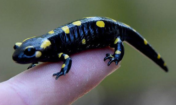 الربيع موسم التزاوج.. تعرفوا إلى أغرب الضفادع وألطفها صورة رقم 6