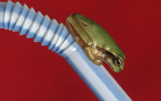 الربيع موسم التزاوج.. تعرفوا إلى أغرب الضفادع وألطفها صورة رقم 7