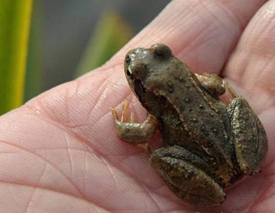 الربيع موسم التزاوج.. تعرفوا إلى أغرب الضفادع وألطفها صورة رقم 8