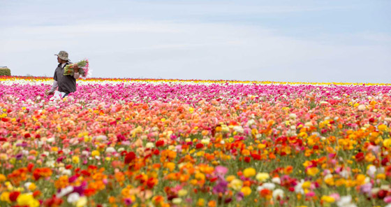 حقول ملونة ورائعة.. تعرفوا إلى أفضل وأجمل حدائق الزهور في العالم صورة رقم 1