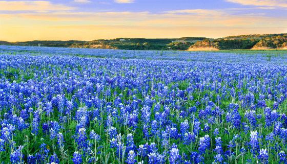 حقول ملونة ورائعة.. تعرفوا إلى أفضل وأجمل حدائق الزهور في العالم صورة رقم 2