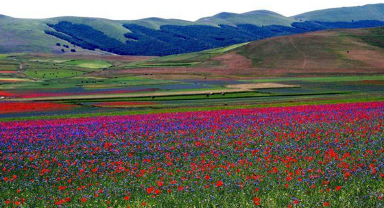 حقول ملونة ورائعة.. تعرفوا إلى أفضل وأجمل حدائق الزهور في العالم صورة رقم 4