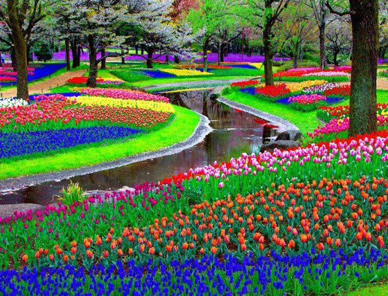 حقول ملونة ورائعة.. تعرفوا إلى أفضل وأجمل حدائق الزهور في العالم صورة رقم 5