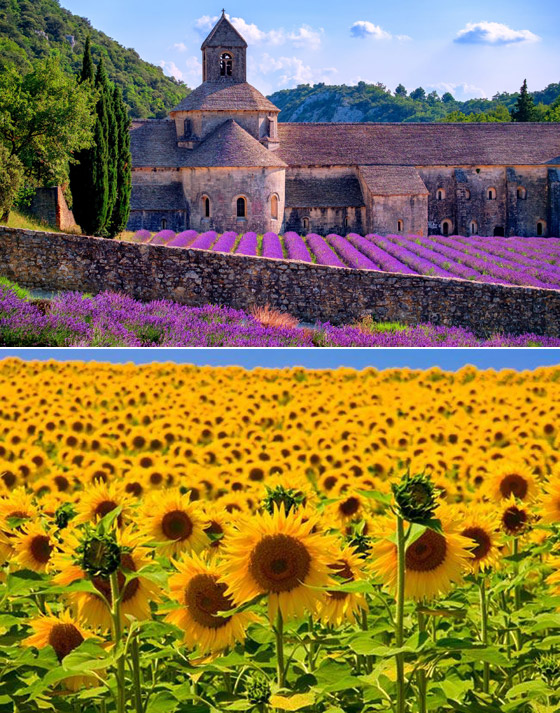 حقول ملونة ورائعة.. تعرفوا إلى أفضل وأجمل حدائق الزهور في العالم صورة رقم 6