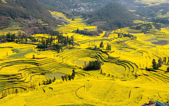 حقول ملونة ورائعة.. تعرفوا إلى أفضل وأجمل حدائق الزهور في العالم صورة رقم 7