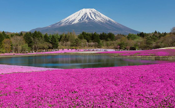 حقول ملونة ورائعة.. تعرفوا إلى أفضل وأجمل حدائق الزهور في العالم صورة رقم 9