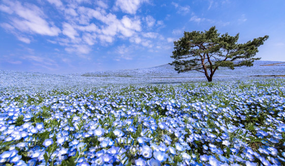 حقول ملونة ورائعة.. تعرفوا إلى أفضل وأجمل حدائق الزهور في العالم صورة رقم 10