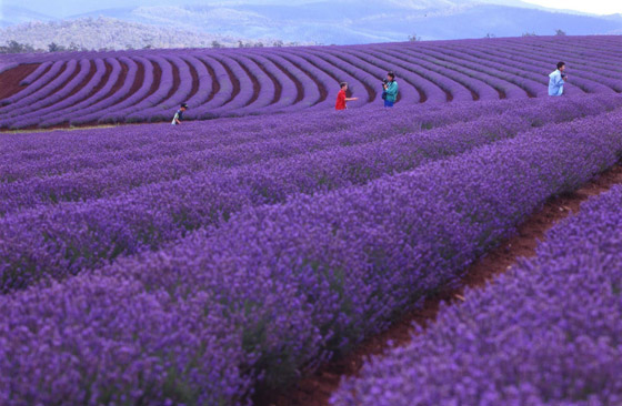 حقول ملونة ورائعة.. تعرفوا إلى أفضل وأجمل حدائق الزهور في العالم صورة رقم 11