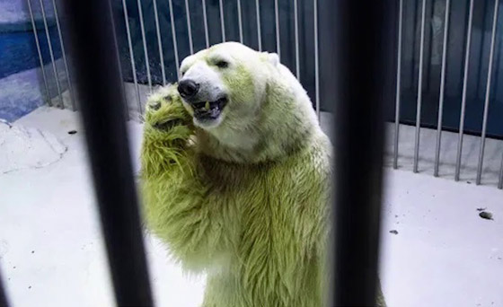 أول دولة بالعالم تُحقق (مناعة القطيع).. ستسمح بزيارتها دون لقاح كورونا صورة رقم 7