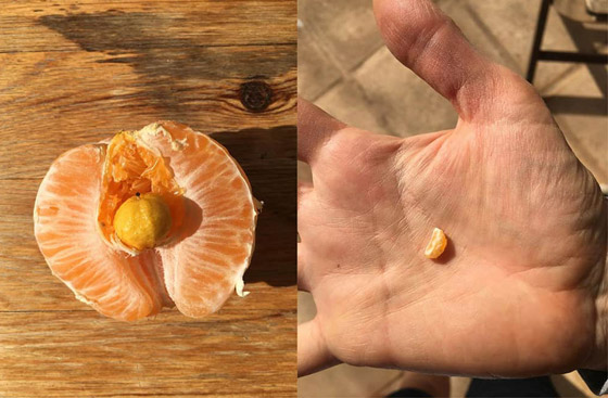 صور تبين الأشياء الغريبة التي فوجئ الناس بوجودها بداخل أشياء أخرى! صورة رقم 3