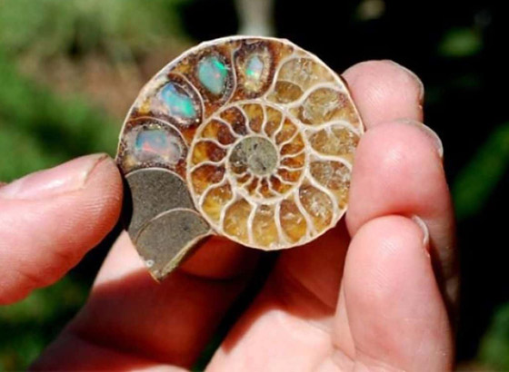 صور تبين الأشياء الغريبة التي فوجئ الناس بوجودها بداخل أشياء أخرى! صورة رقم 5