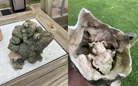 صور تبين الأشياء الغريبة التي فوجئ الناس بوجودها بداخل أشياء أخرى! صورة رقم 6