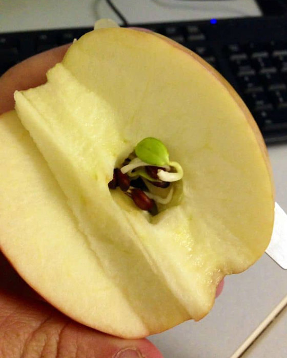 صور تبين الأشياء الغريبة التي فوجئ الناس بوجودها بداخل أشياء أخرى! صورة رقم 17