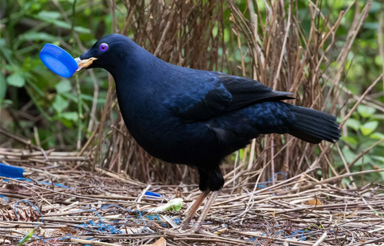 صور: تعرفوا إلى 15 طريقة غريبة مدهشة للتزاوج في عالم الحيوان صورة رقم 1