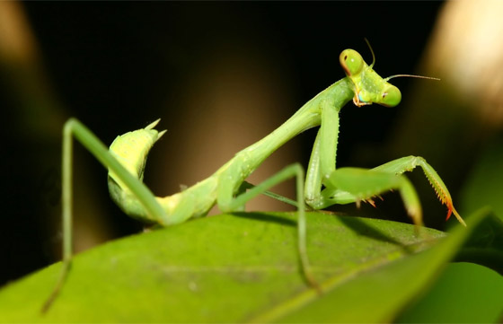 صور: تعرفوا إلى 15 طريقة غريبة مدهشة للتزاوج في عالم الحيوان صورة رقم 2