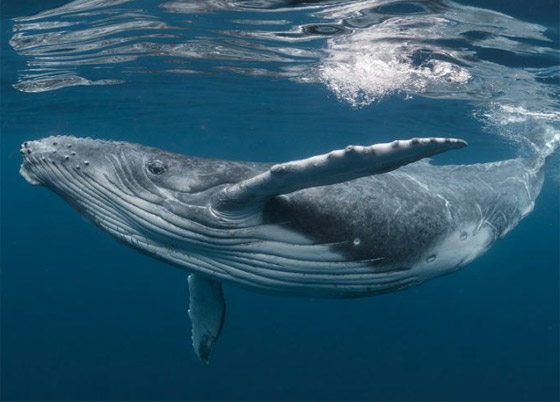 صور: تعرفوا إلى 15 طريقة غريبة مدهشة للتزاوج في عالم الحيوان صورة رقم 3
