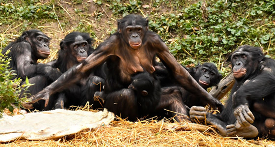 صور: تعرفوا إلى 15 طريقة غريبة مدهشة للتزاوج في عالم الحيوان صورة رقم 4