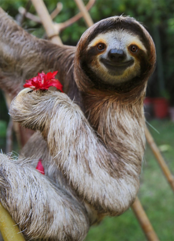 صور: تعرفوا إلى 15 طريقة غريبة مدهشة للتزاوج في عالم الحيوان صورة رقم 5