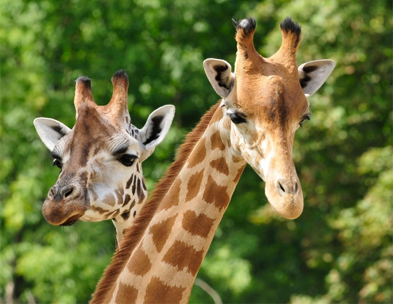 صور: تعرفوا إلى 15 طريقة غريبة مدهشة للتزاوج في عالم الحيوان صورة رقم 6