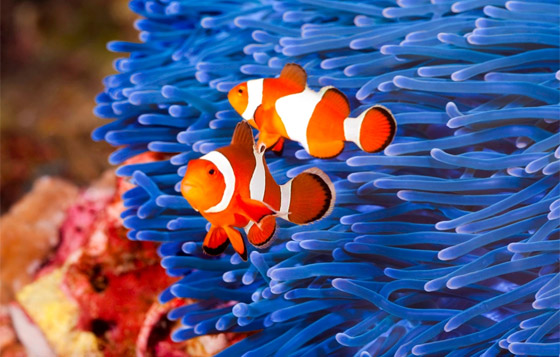 صور: تعرفوا إلى 15 طريقة غريبة مدهشة للتزاوج في عالم الحيوان صورة رقم 7