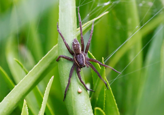 صور: تعرفوا إلى 15 طريقة غريبة مدهشة للتزاوج في عالم الحيوان صورة رقم 8