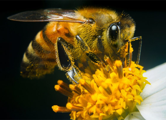 صور: تعرفوا إلى 15 طريقة غريبة مدهشة للتزاوج في عالم الحيوان صورة رقم 10