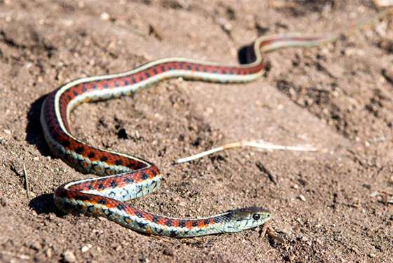 صور: تعرفوا إلى 15 طريقة غريبة مدهشة للتزاوج في عالم الحيوان صورة رقم 11
