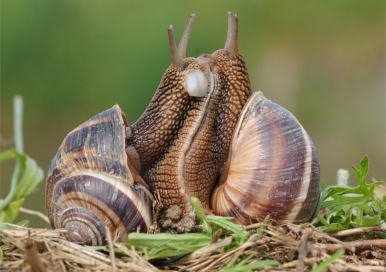 صور: تعرفوا إلى 15 طريقة غريبة مدهشة للتزاوج في عالم الحيوان صورة رقم 13