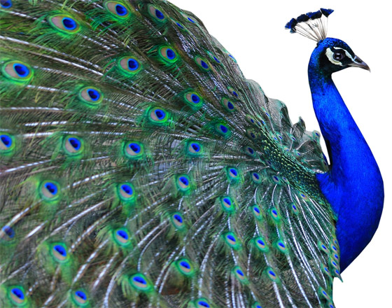 صور: تعرفوا إلى 15 طريقة غريبة مدهشة للتزاوج في عالم الحيوان صورة رقم 14