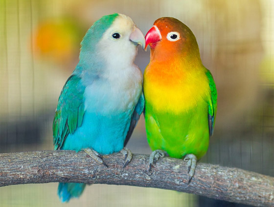 صور: تعرفوا إلى 15 طريقة غريبة مدهشة للتزاوج في عالم الحيوان صورة رقم 15