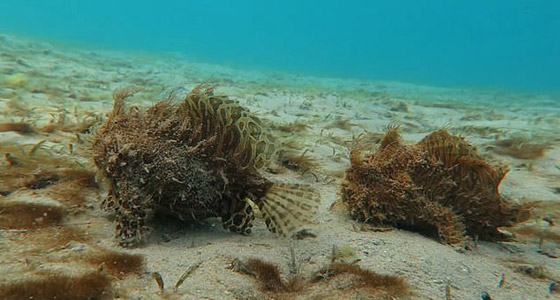 فيديو يوثق أسماك 