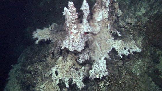 أهلا بكم في عالم آخر.. في أعماق البحار الغامضة والمثيرة صورة رقم 4