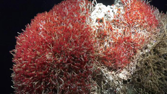 أهلا بكم في عالم آخر.. في أعماق البحار الغامضة والمثيرة صورة رقم 5