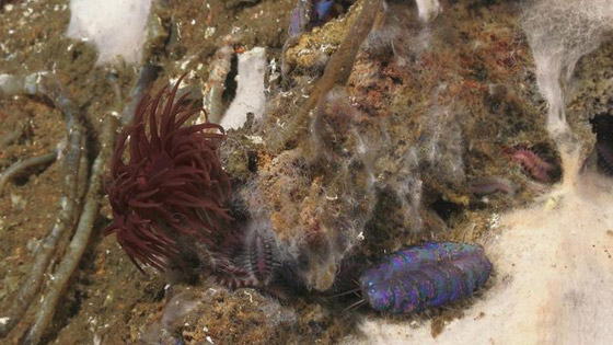 أهلا بكم في عالم آخر.. في أعماق البحار الغامضة والمثيرة صورة رقم 7