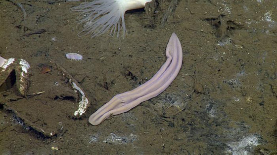 أهلا بكم في عالم آخر.. في أعماق البحار الغامضة والمثيرة صورة رقم 8