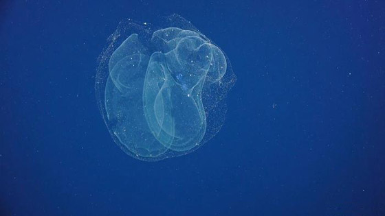 أهلا بكم في عالم آخر.. في أعماق البحار الغامضة والمثيرة صورة رقم 9