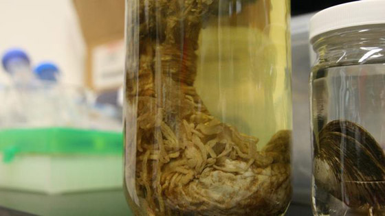 أهلا بكم في عالم آخر.. في أعماق البحار الغامضة والمثيرة صورة رقم 12