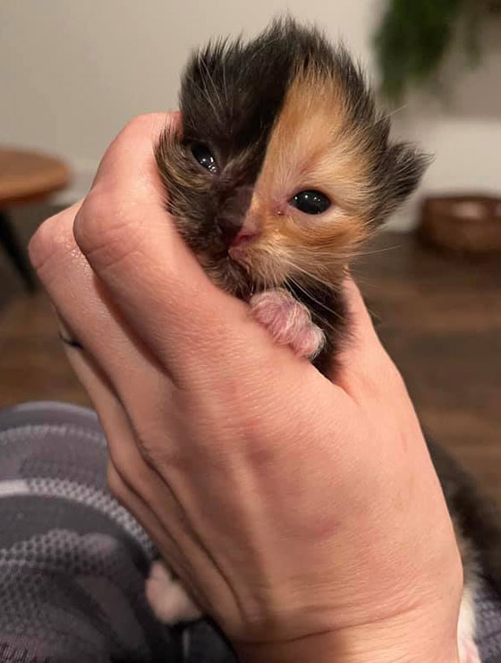 القطة اليتيمة مشمش تخطف الأنظار بلون فرائها النادر! صور صورة رقم 3