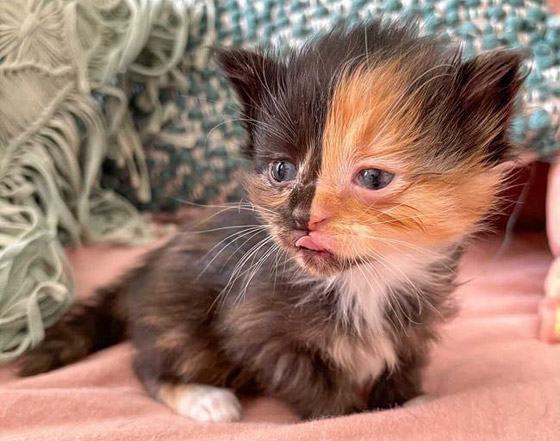 القطة اليتيمة مشمش تخطف الأنظار بلون فرائها النادر! صور صورة رقم 4