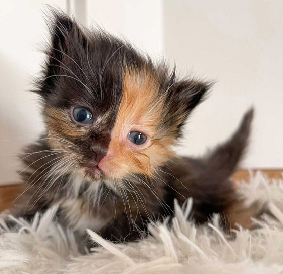 القطة اليتيمة مشمش تخطف الأنظار بلون فرائها النادر! صور صورة رقم 1