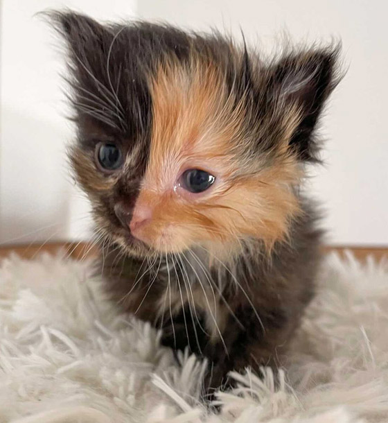 القطة اليتيمة مشمش تخطف الأنظار بلون فرائها النادر! صور صورة رقم 5