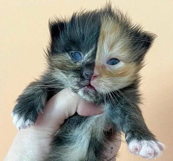 القطة اليتيمة مشمش تخطف الأنظار بلون فرائها النادر! صور صورة رقم 2