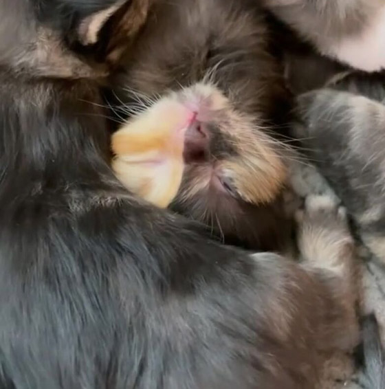 القطة اليتيمة مشمش تخطف الأنظار بلون فرائها النادر! صور صورة رقم 6